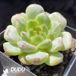 Echeveria Ice Glass - Image 2