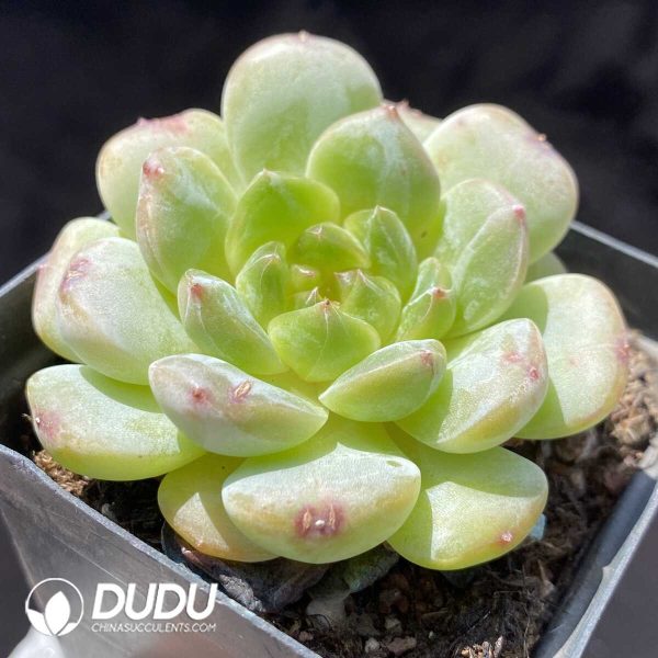 Echeveria Ice Glass - Image 2