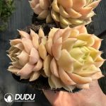 Echeveria Onslow Double Heads - Image 2