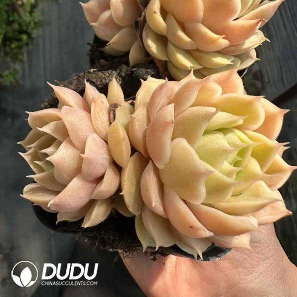 Echeveria Onslow Double Heads - Image 2