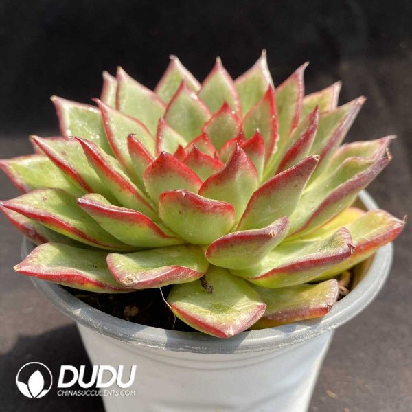 Echeveria Fire Pillar - Image 2
