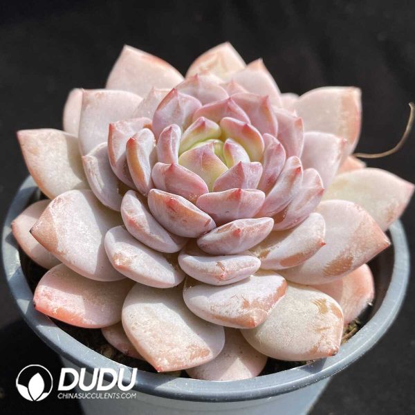Echeveria Star Orange - Image 2