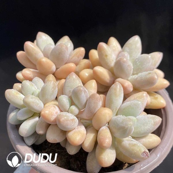 e202-218.jpg Pachyphytum Egg Finger Cluster - Image 2