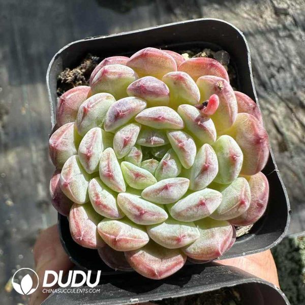 Echeveria Hani - Image 2