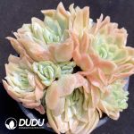 Echeveria Ice Chips Variegate Cluster - Image 2