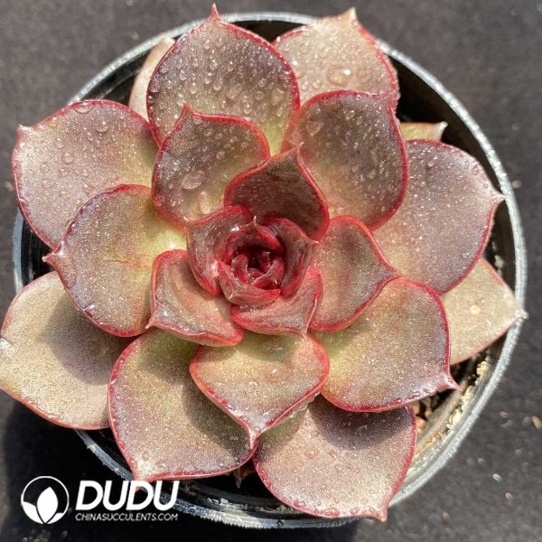 Echeveria Red Rose - Image 2