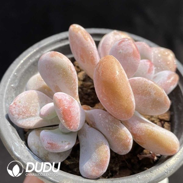 e202-223.jpg Graptoveria Pink Rabbit Double Heads - Image 2
