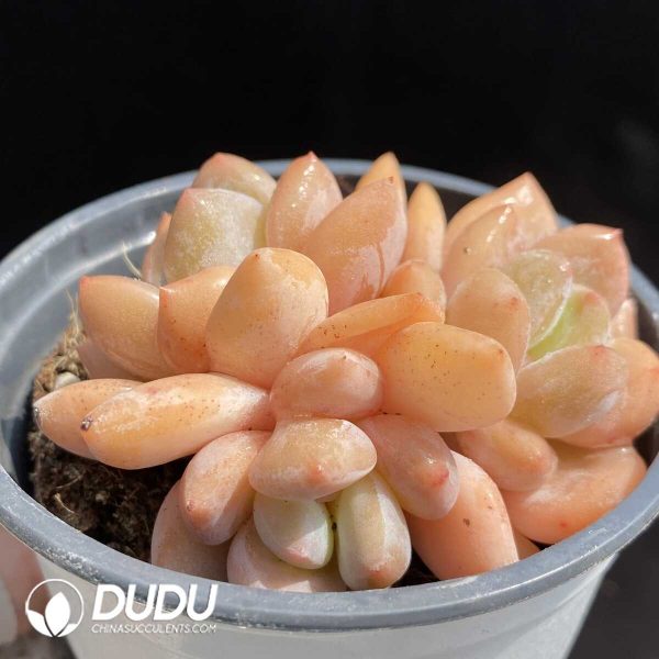 Echeveria Orange Clustering - Image 2