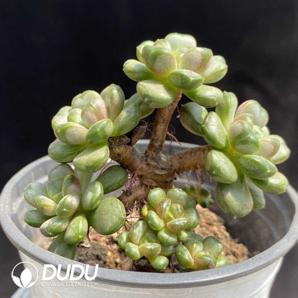 Graptopetalum Grape Clustering - Image 2