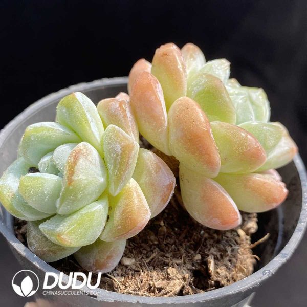 Echeveria Pink Ice Green Double Heads - Image 2