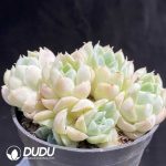 Echeveria Elegans Alba - Image 2