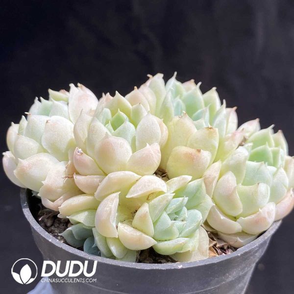 Echeveria Elegans Alba - Image 2