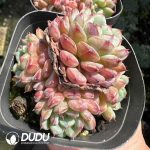 Echeveria Hani Clustering - Image 2
