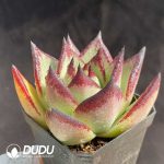 Echeveria The Dark Lord - Image 2