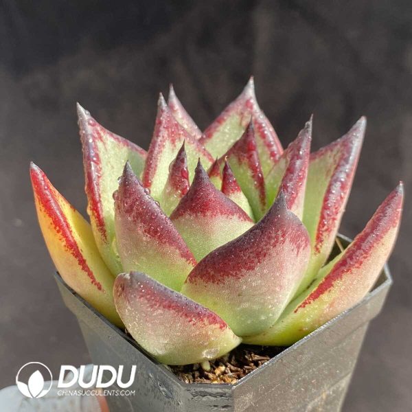 e202-230.jpg Echeveria The Dark Lord - Image 2