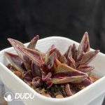 Lenophyllum Guttatum Variegated - Image 2