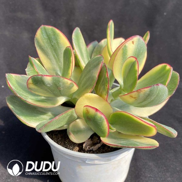 e202-234.jpg Crassula Argentea Tricolor Jade Variegated - Image 2