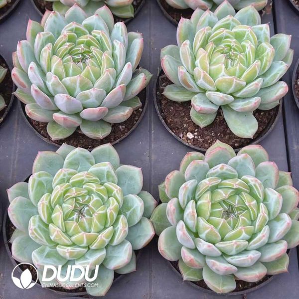 Echeveria Snow Jenny - Image 2