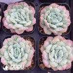 Echeveria Puffed Tulle Skirt - Image 2