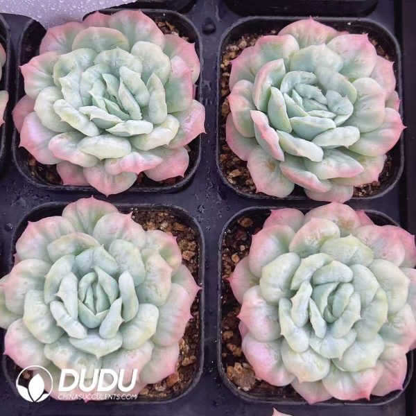 e202-236.jpg Echeveria Puffed Tulle Skirt - Image 2