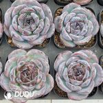 Echeveria Black Orange Monstrose - Image 2