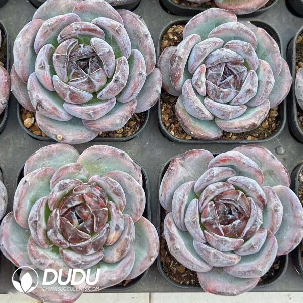 Echeveria Black Orange Monstrose - Image 2