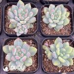 Pachyphytum Lovely Finger Variegated - Image 2