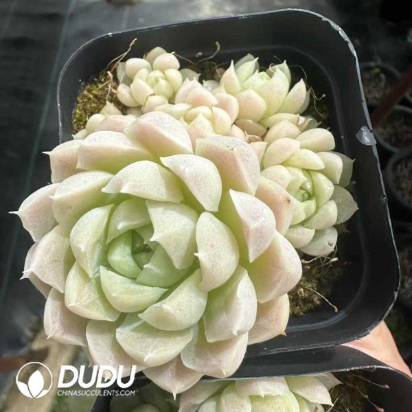 Echeveria Elegans Alba Clustering - Image 2