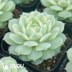 Echeveria Derenbergii Variegated - Image 2