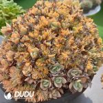 Echeveria Hakuhou Cristata Oversized - Image 2