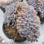 Graptoveria Snow Bunny Cristata - Image 2