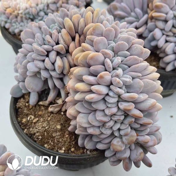 e202-245.jpg Graptoveria Snow Bunny Cristata - Image 2