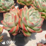 Echeveria Puff Double Head - Image 2
