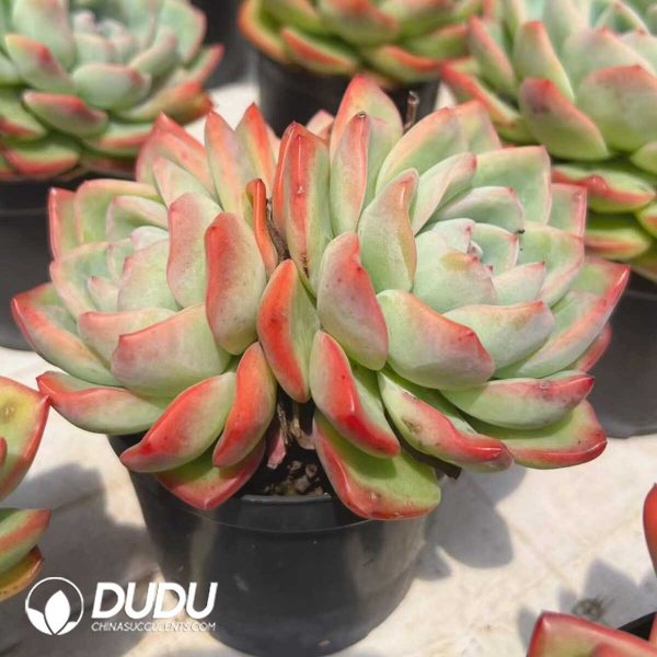Echeveria Puff Double Head - Image 2