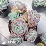 Sedeveria Pudgye Variegated Clustering - Image 2