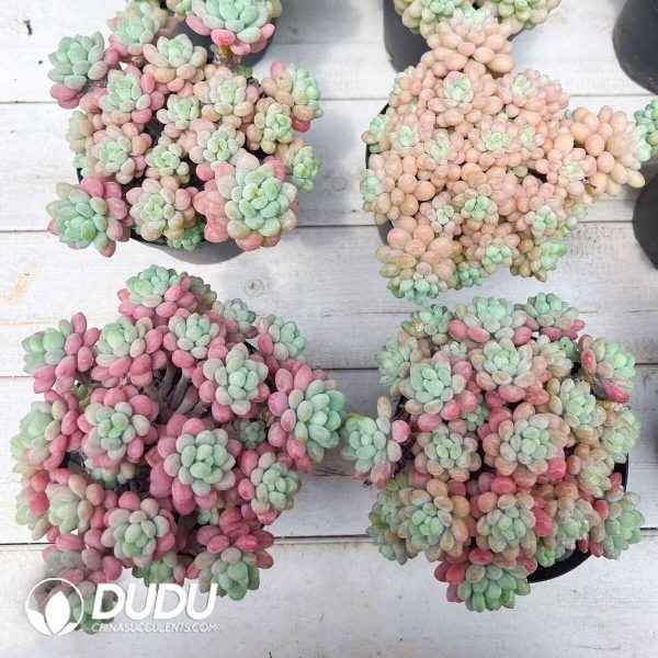 e202-248.jpg Pachyphytum Caviar Clustering - Image 2