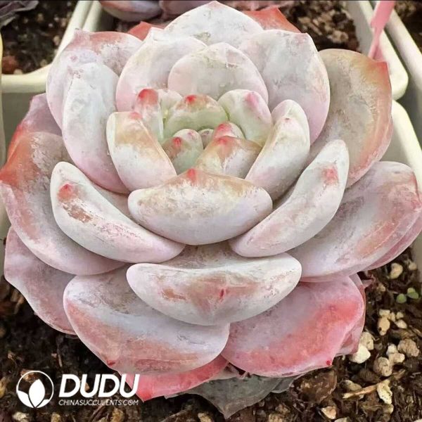 Echeveria Monroe x Lauii - Image 2