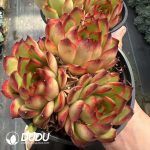 Echeveria Pollyanna Clustering - Image 2