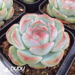 Echeveria Pink Peach K - Image 2
