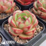 Echeveria Watermelon Bubble - Image 2
