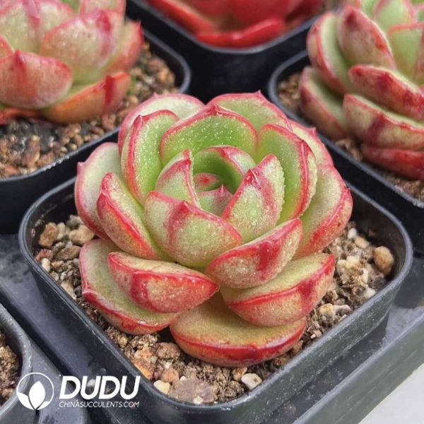 Echeveria Watermelon Bubble - Image 2