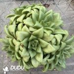 Echeveria Rose Maria Variegated Clustering - Image 2