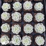 Sedeveria Pudgye Variegated - Image 2