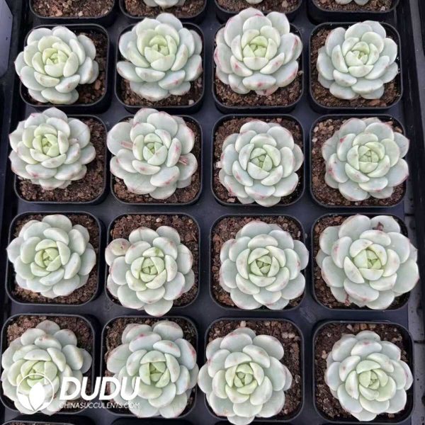 Sedeveria Pudgye Variegated - Image 2