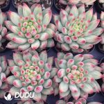 Pachyphytum Yan Zi - Image 2