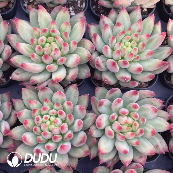 e202-255.jpg Pachyphytum Yan Zi - Image 2