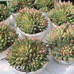 Pachyphytum Yan Zi Clustering - Image 2