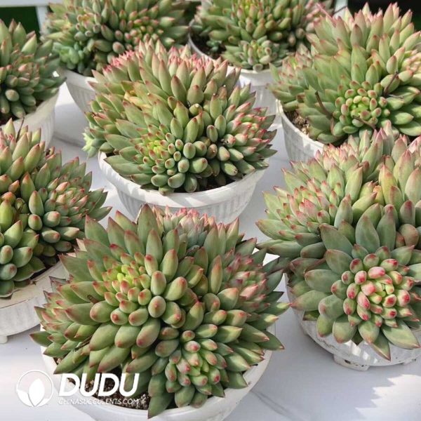 e202-256.jpg Pachyphytum Yan Zi Clustering - Image 2