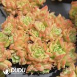 Echeveria Persian Blue Card Clustering - Image 2