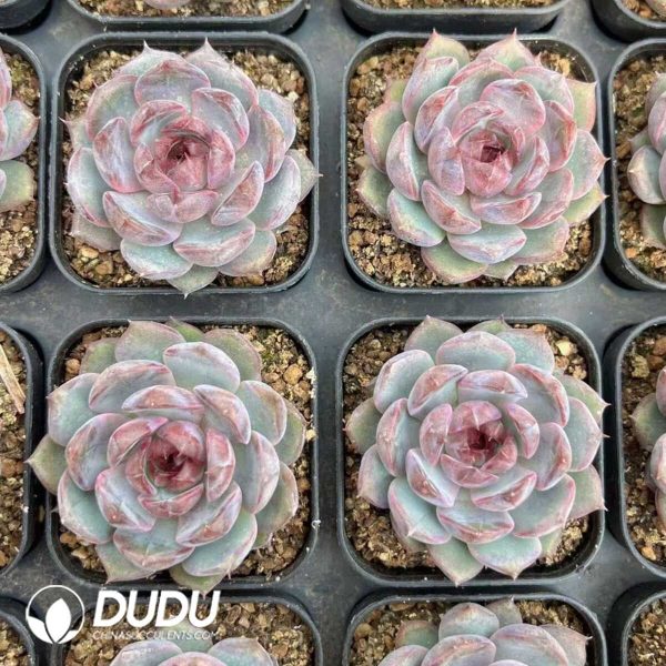 e202-258.jpg Echeveria Blueberry - Image 2